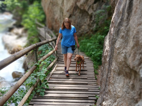Individuelles Hundetraining